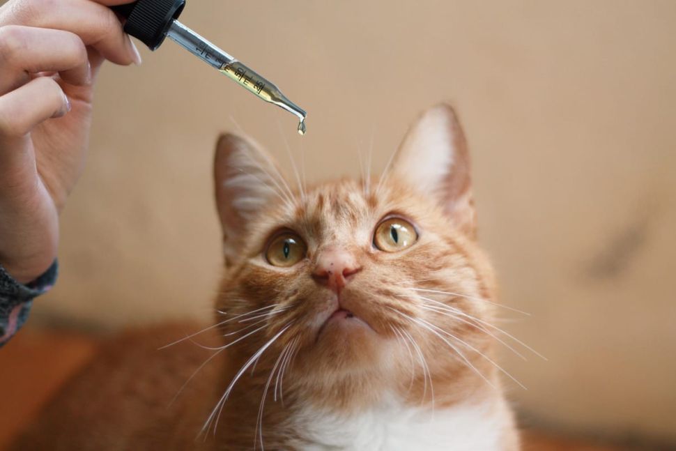 CBD Dosage for Cats: How to Determine the Right Amount